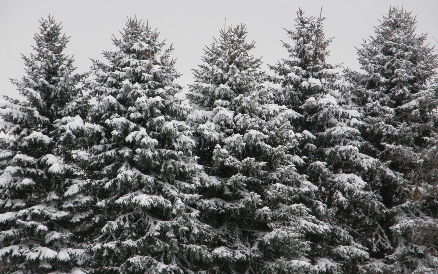 Snowy Christmas Tree Farm